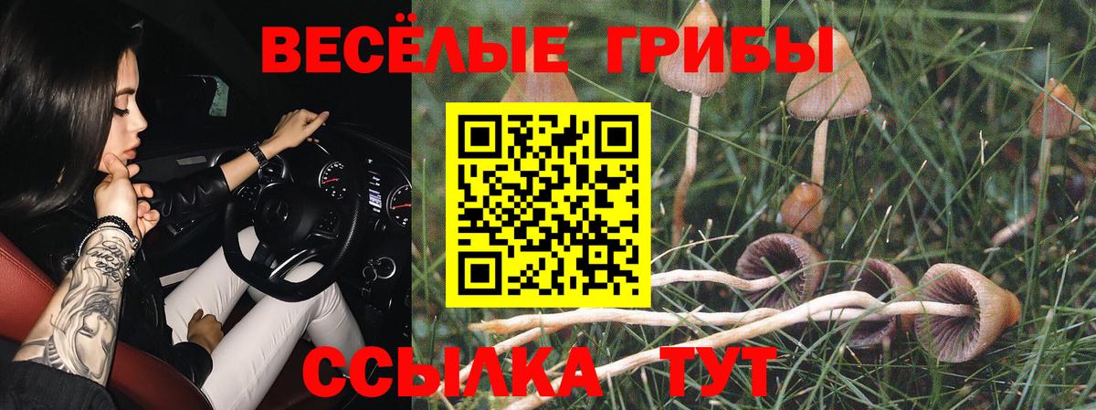 Галлюциногенные грибы Psilocybe Лысьва